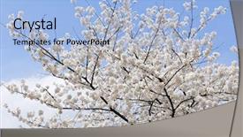  Presentation with sky blue - Presentation theme consisting of branches of blooming apple tree background and a light blue colored foreground