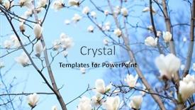  Presentation with blurred flowers - 