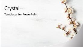  Presentation with apricot - Audience pleasing slide set consisting of branches of blossoming apricot backdrop and a white colored foreground