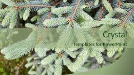  Presentation with spruce - Presentation theme having branches of blue spruce with fresh shoots background and a mint green colored foreground