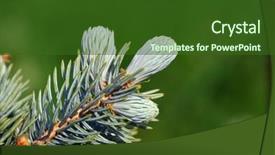  Presentation with spruce - Cool new presentation theme with branches of blue spruce with fresh shoots backdrop and a forest green colored foreground