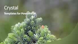  Presentation with spruce - PPT theme enhanced with branches of blue spruce with fresh shoots background and a gray colored foreground