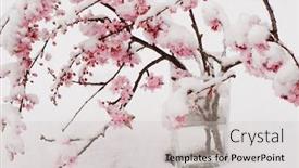  Presentation with cherry - Slides consisting of branches-of-cherry-blossoms-covered background and a light gray colored foreground