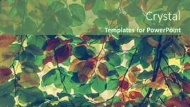  Presentation with fall leaves - Presentation theme having branches-of-colorful-autumn-leaves background and a tawny brown colored foreground