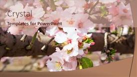  Presentation with almond - PPT theme featuring branches-of-flowering-almond-trees background and a coral colored foreground
