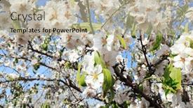  Presentation with snow day - Theme with branches-of-flowering-almond-trees background and a mint green colored foreground