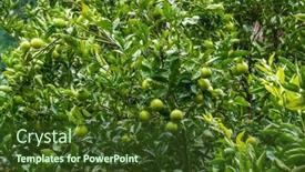  Presentation with green tree - PPT layouts featuring branches-of-green-lime-tree background and a tawny brown colored foreground