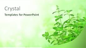  Presentation with lemon - Amazing presentation design having branches-of-lemon-basil-hoary backdrop and a cream colored foreground