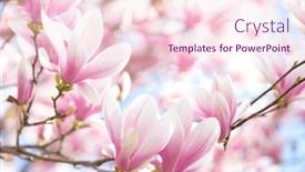  Presentation with light pink - Presentation theme having branches-of-light-pink-magnolia background and a lemonade colored foreground