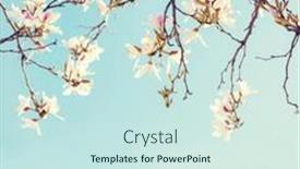  Presentation with blue sky - Presentation design consisting of branches-of-orchid-tree background and a sky blue colored foreground