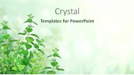  Presentation with mint - Amazing presentation theme having branches-of-peppermint-horizontal-banner backdrop and a cream colored foreground