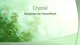  Presentation with beautiful green - Presentation consisting of branches-of-peppermint-horizontal-banner background and a soft green colored foreground