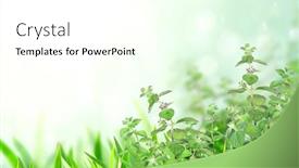  Presentation with peppermint - Cool new PPT theme with branches-of-peppermint-horizontal-banner backdrop and a white colored foreground