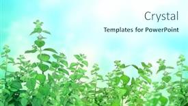  Presentation with blue mint - Audience pleasing theme consisting of branches-of-peppermint-horizontal-banner backdrop and a cool aqua colored foreground