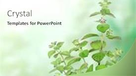  Presentation with beautiful green - Amazing presentation having branches-of-peppermint-vertical-banner backdrop and a cool aqua colored foreground