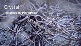  Presentation with plant - Presentation theme having branches-of-plant-halloweet-background background and a gray colored foreground