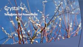  Presentation with season - Amazing presentation theme having branches of pussy willow trees against blue sky with clouds background during spring season backdrop and a teal colored foreground