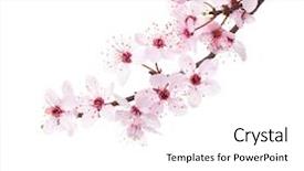  Presentation with sakura - Cool new slides with branches of sakura isolated backdrop and a white colored foreground