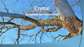  Presentation with oak tree - Cool new presentation with branches of the oak backdrop and a  colored foreground