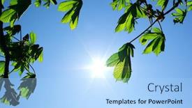 Presentation with element - Colorful theme enhanced with branches of tree and sun element of design backdrop and a light blue colored foreground
