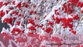  Presentation with berries - Presentation theme with branches-of-viburnum-with-ripe background and a coral colored foreground