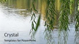 Presentation with willow tree - Presentation theme with branches of weeping willow near background and a lemonade colored foreground