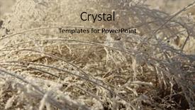  Presentation with ice crystals - Beautiful PPT theme featuring branches soft toning sunset effect backdrop and a  colored foreground
