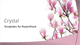  Presentation with light pink - Colorful presentation design enhanced with branches-with-beautiful-light-pink backdrop and a white colored foreground