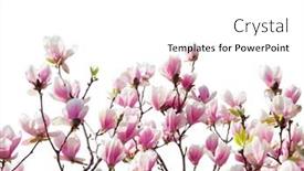  Presentation with border pink - Slide deck having branches-with-beautiful-light-pink background and a white colored foreground