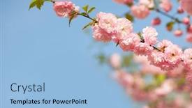  Presentation with pink flowers - Presentation design having branches-with-beautiful-pink-flowers background and a light blue colored foreground