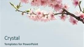  Presentation with pink flowers - Beautiful slides featuring branches with beautiful pink flowers peach against the blue sky toned image backdrop and a sky blue colored foreground