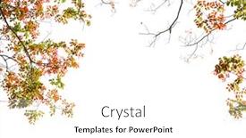  Presentation with autumn leaves - Slide deck enhanced with branches-with-colorful-autumn-leaves background and a white colored foreground