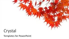  Presentation with isolated fall oak leaf - Cool new slides with branches with colorful autumn leaves backdrop and a white colored foreground