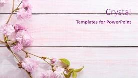  Presentation with border pink - Cool new presentation theme with branches-with-flowers-of-sakura backdrop and a sky blue colored foreground