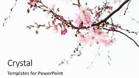  Presentation with light pink - PPT layouts having branches with light pink flowers background and a white colored foreground