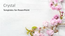  Presentation with light pink - Audience pleasing PPT layouts consisting of branches-with-light-pink-flowers backdrop and a white colored foreground