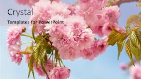  Presentation with light pink - Slide set featuring branches-with-light-pink-flowers background and a coral colored foreground