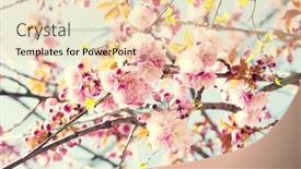  Presentation with pink flowers - Beautiful slide deck featuring branches-with-light-pink-flowers backdrop and a lemonade colored foreground