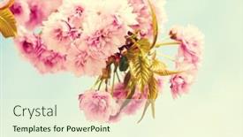  Presentation with light pink - Beautiful PPT layouts featuring branches-with-light-pink-flowers backdrop and a cream colored foreground