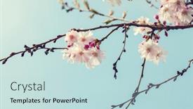  Presentation with pink sky - Audience pleasing PPT layouts consisting of branches-with-light-pink-flowers backdrop and a sky blue colored foreground