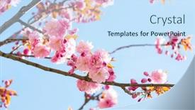  Presentation with pink sky - Theme enhanced with branches-with-light-pink-flowers background and a sky blue colored foreground