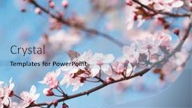  Presentation with light pink - Slide set with branches-with-light-pink-flowers background and a light blue colored foreground