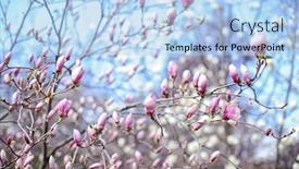  Presentation with magnolia - Presentation design featuring branches-with-magnolia-tree-buds background and a light blue colored foreground