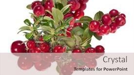  Presentation with red - Slides having branches-with-red-cowberries-isolated background and a soft green colored foreground
