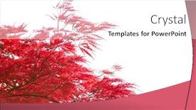  Presentation with autumn leaves - Slides enhanced with branches-with-redl-autumn-leaves background and a white colored foreground