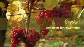  Presentation with red and gray - Presentation theme with branches with ripe red grapes background and a tawny brown colored foreground