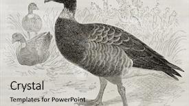  Presentation with old - Amazing theme having brant goose old illustration branta backdrop and a  colored foreground