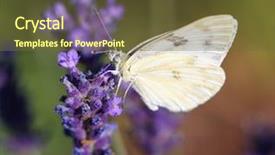  Presentation with cabbage cultivation - Colorful presentation theme enhanced with cabbage butterfly feeding on nectar backdrop and a tawny brown colored foreground