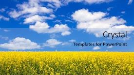  Presentation with rapeseed - Slide deck with  background and a  colored foreground