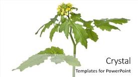  Presentation with mustard plant - Colorful slide deck enhanced with flowering mustard plant on white backdrop and a white colored foreground